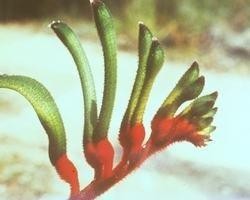 KANGAROO PAW BUSH 15 ML