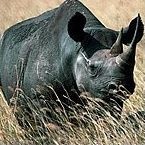 RHINOCEROS PHI 15 ML